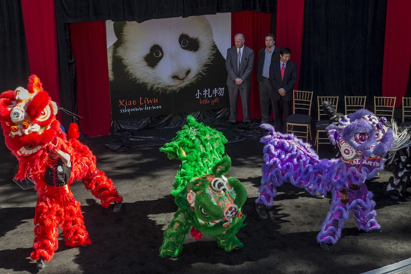 San Diego Zoo Panda Naming Ceremony